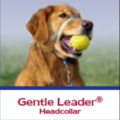gentleleader2