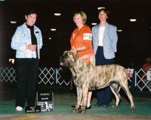 Akc cdx deals title