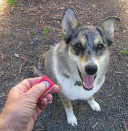 Clicker and Dog