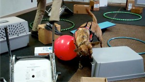 Working the room with lots of distractions!
