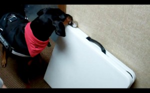 Working an elevated hide in my K9 Nose Work class.