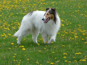 Pilot, the handsome Collie