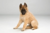 Dawn E. Archer Positive Puppy Potential: Training That Clicks!