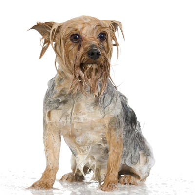 Bath and Brush CALL FOR AN ESTIMATE!