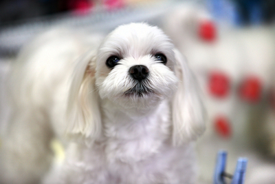 Full Spa Groom CALL FOR AN ESTIMATE!