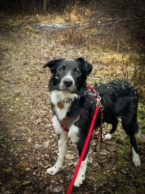 Easy Leash Walking for You and Your Pup!