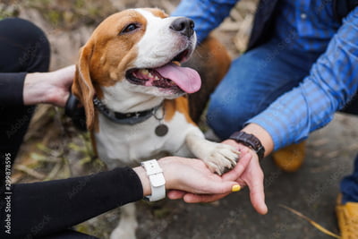 Kim Mayhew - Cooperative Care for Canines