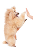 AKC Novice and Intermediate Tricks