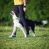 Kim Mayhew - Dog Behavior Shaping, How Do the Trainers Do It?