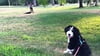 Core Puppy Skills