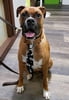 Advanced Obedience/Therapy Dog Test Prep
