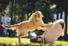 Kim Mayhew - No Bad Dog! - Problem Behavior Solving