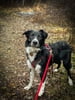 Easy Leash Walking for You and Your Pup!