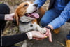 Cooperative Care for Canines