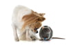 Rodent Adventure Tracking I (RAT)™: Indication