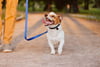 Fast Track Loose Leash Walking