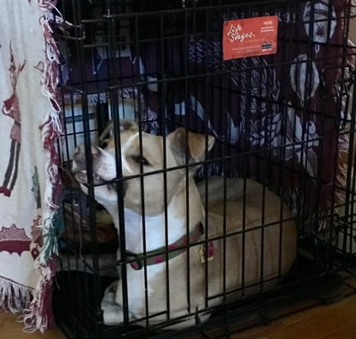 Safe & Content: Crate Training Clicker Style