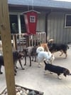Carol Hein-Creger - Canine Training Center