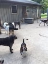 Carol Hein-Creger - Canine Training Center