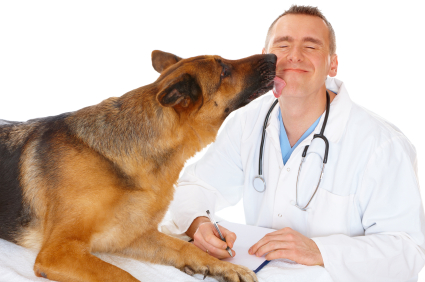 GSD and Veterinarian